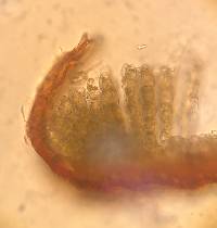 Polytrichum piliferum image