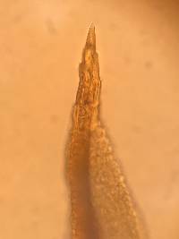 Tortula obtusifolia image