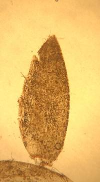 Sphagnum pylaesii image
