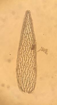 Sphagnum rubellum image