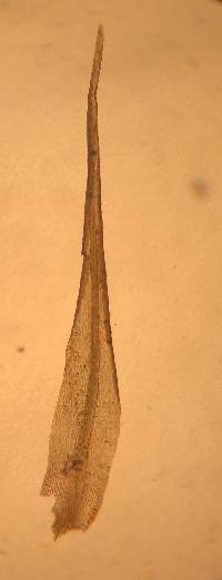 Orthodicranum flagellare image