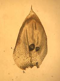 Bryoandersonia illecebra image