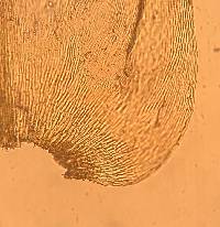 Bryoandersonia illecebra image