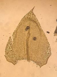 Sciuro-hypnum plumosum image