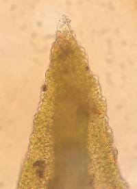 Schistidium rivulare image