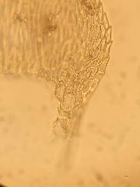 Eurhynchiastrum pulchellum image