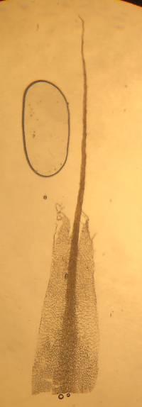 Diphyscium foliosum image