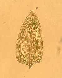 Eurhynchiastrum pulchellum image