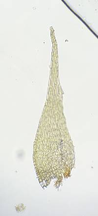 Pylaisiadelpha tenuirostris image