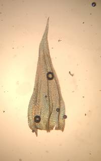 Brachythecium falcatum image