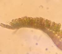 Polytrichastrum pallidisetum image