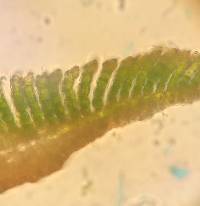 Polytrichastrum pallidisetum image