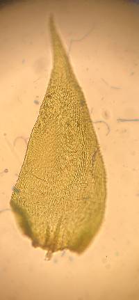 Pylaisia polyantha image