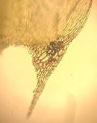 Brachythecium rivulare image