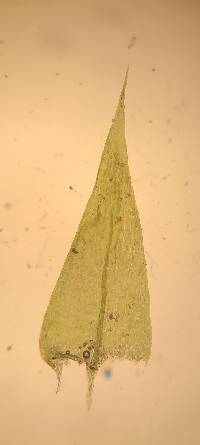 Brachythecium acutum image