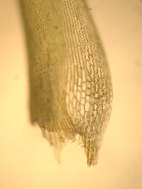 Dicranum scoparium image