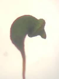 Leptodictyum riparium image
