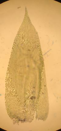 Callicladium haldaneanum image