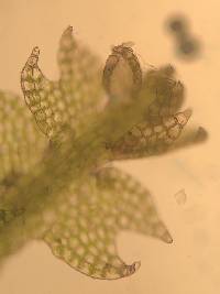 Fuscocephaloziopsis connivens image