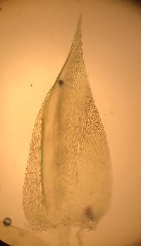 Callicladium haldaneanum image