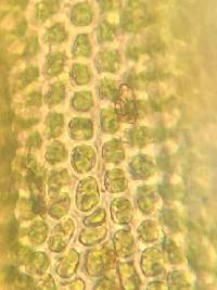 Ulota crispa image