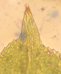 Fissidens taxifolius image