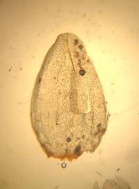 Pleurozium schreberi image