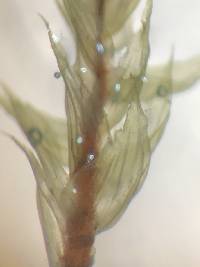 Hylocomiadelphus triquetrus image