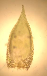 Pylaisia polyantha image