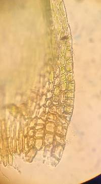 Pylaisia polyantha image