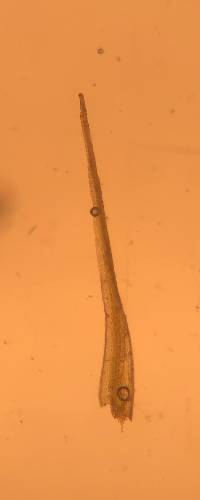 Dicranella heteromalla image