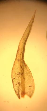 Bryoerythrophyllum recurvirostrum image