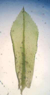 Plagiomnium cuspidatum image