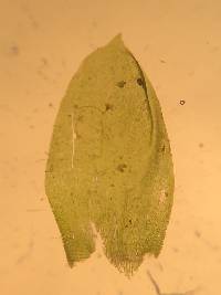 Entodon cladorrhizans image