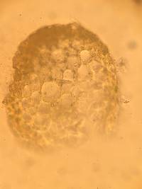 Pylaisia polyantha image