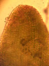 Diphyscium foliosum image