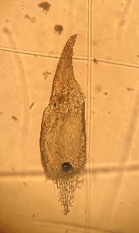 Hygrohypnella ochracea image