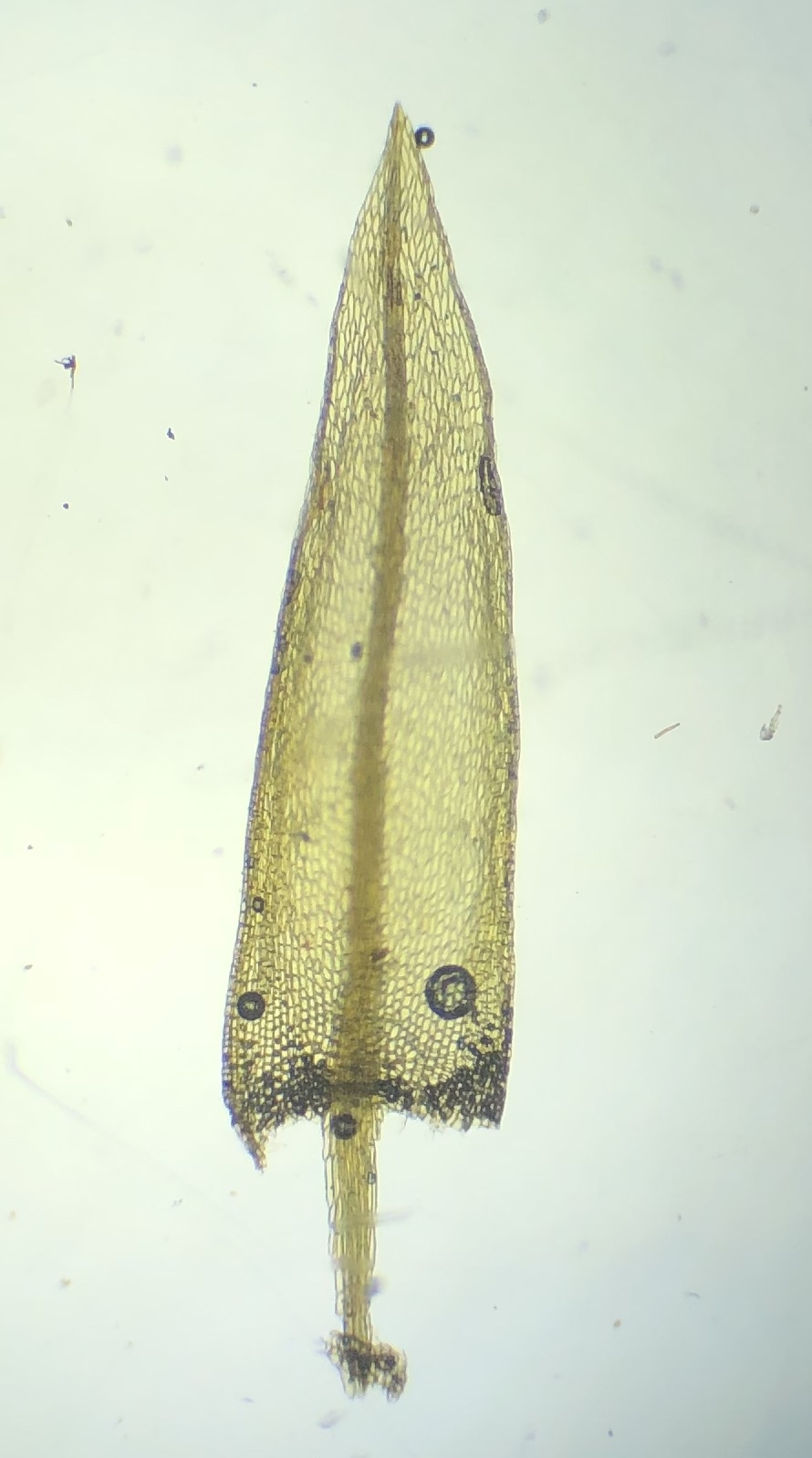 Pohlia longicolla image