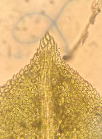 Fissidens taxifolius image