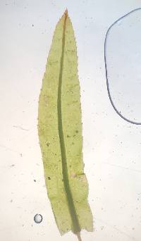 Atrichum crispulum image