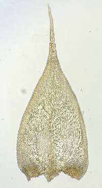Pseudisothecium myosuroides image