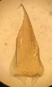 Callicladium imponens image