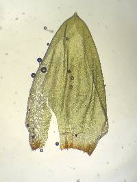 Pleurozium schreberi image