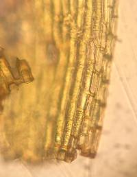 Grimmia pilifera image