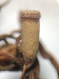 Pogonatum aloides image