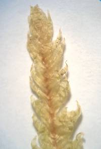 Plagiothecium undulatum image