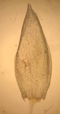 Pleurozium schreberi image