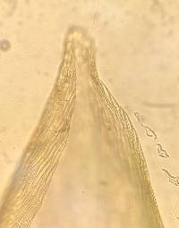 Pleurozium schreberi image