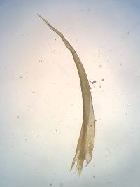 Dicranum muehlenbeckii image