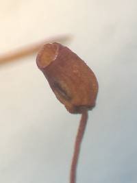 Plagiopus oederianus image